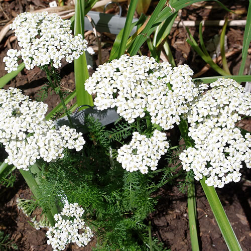 Achillea hybrida Snowsport